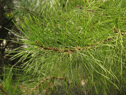 Pinus maestrensis
