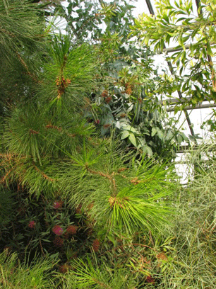 Pinus maestrensis