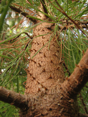 Pinus maestrensis