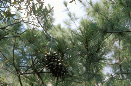 Pinus maximartinezii