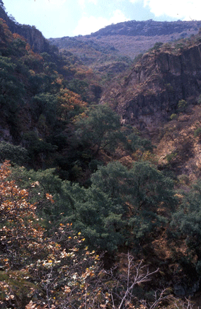 Pinus maximartinezii