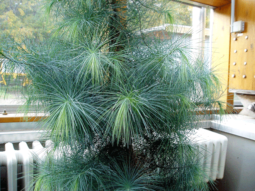 Pinus maximartinezii