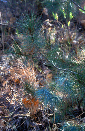 Pinus maximartinezii