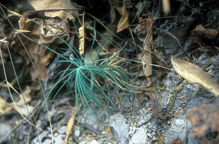 Pinus maximartinezii