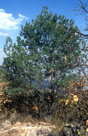 Pinus maximartinezii