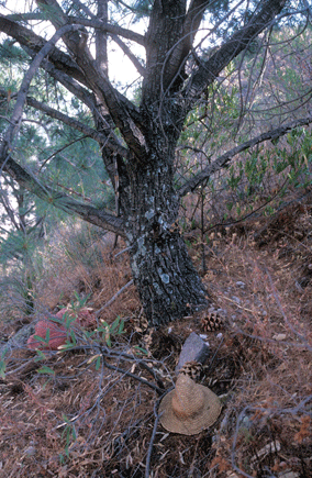 Pinus maximartinezii
