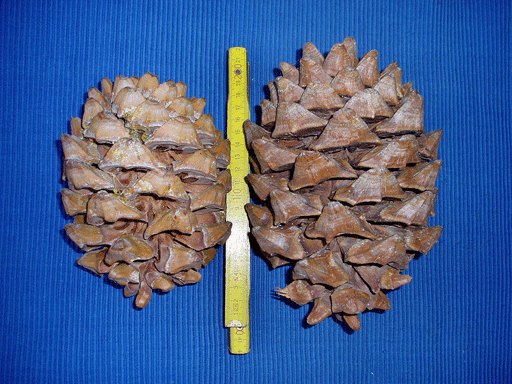 Pinus maximartinezii