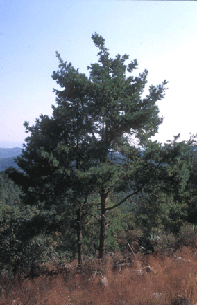 Pinus rzedowskii