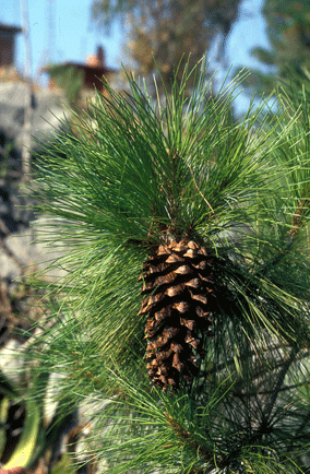 Pinus rzedowskii