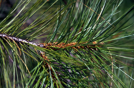 Pinus rzedowskii