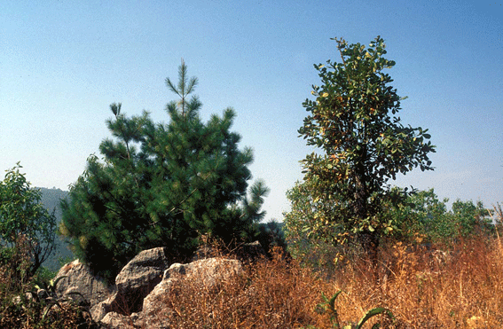 Pinus rzedowskii