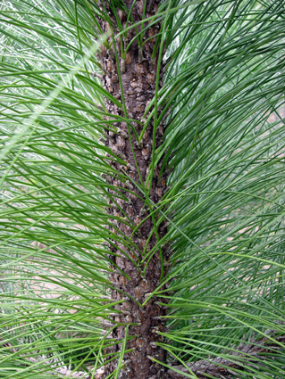 Pinus tropicalis