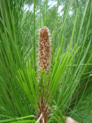 Pinus tropicalis