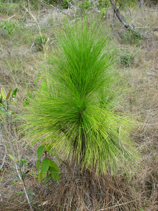 Pinus tropicalis
