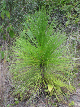 Pinus tropicalis
