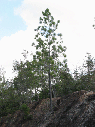 Pinus tropicalis