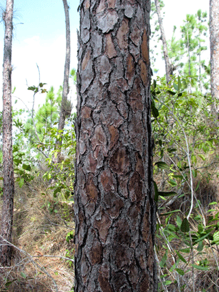 Pinus tropicalis