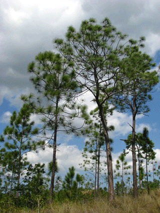 Pinus tropicalis