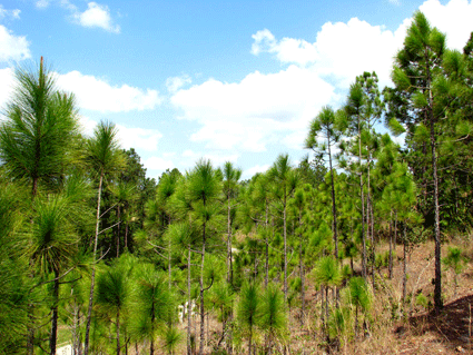 Pinus tropicalis