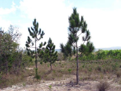 Pinus tropicalis
