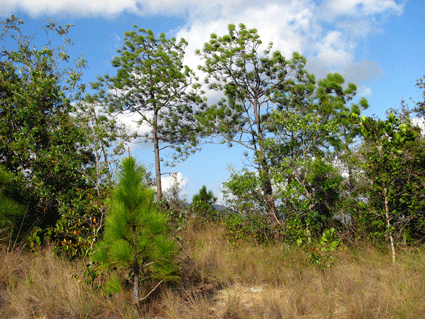 Pinus tropicalis