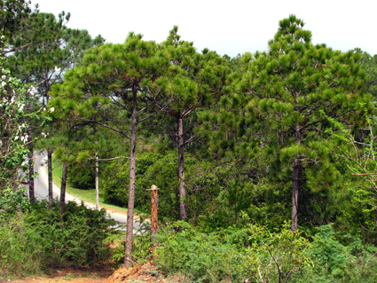 Pinus tropicalis