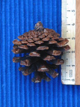 Pinus tropicalis
