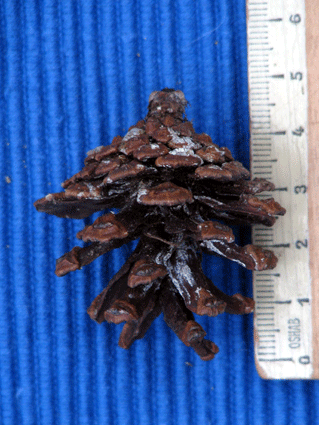 Pinus tropicalis