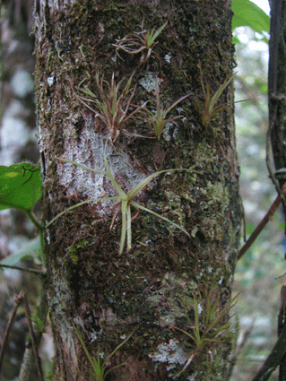 Podocarpus angustifolius