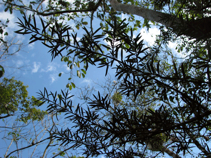 Podocarpus angustifolius
