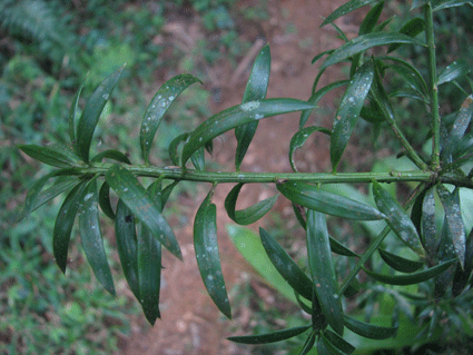 Podocarpus angustifolius
