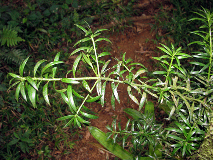 Podocarpus angustifolius