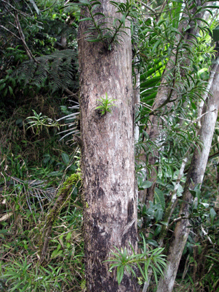 Podocarpus angustifolius