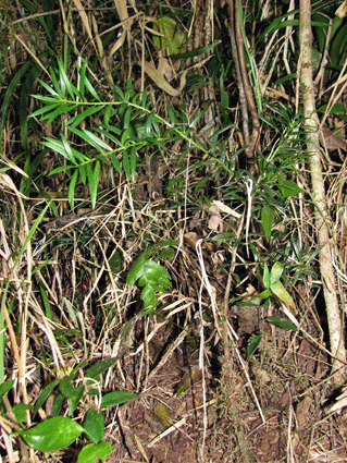 Podocarpus angustifolius