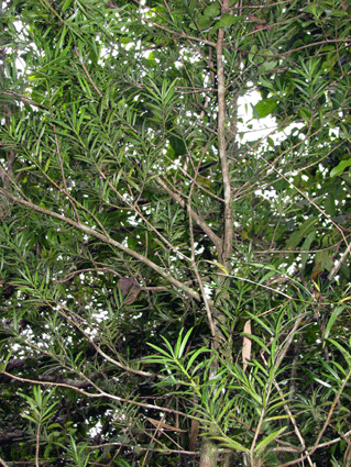 Podocarpus angustifolius