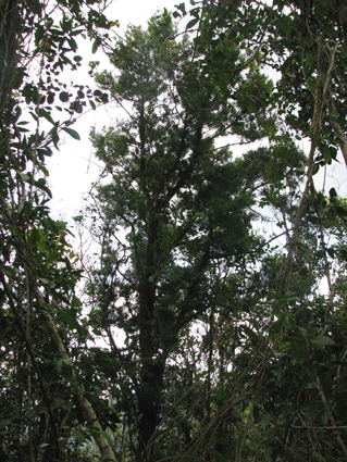 Podocarpus angustifolius