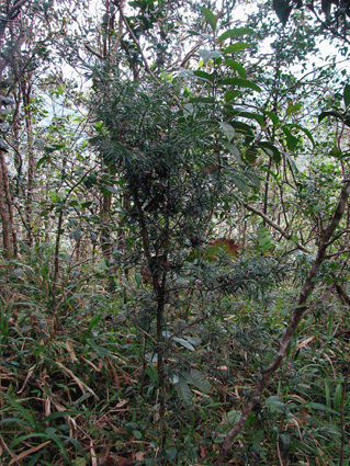 Podocarpus angustifolius