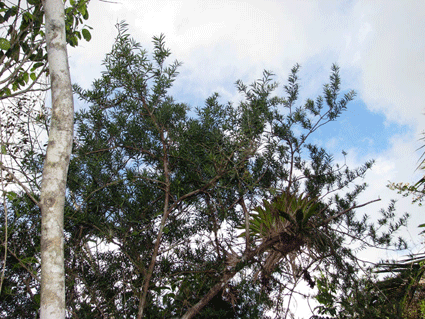 Podocarpus angustifolius