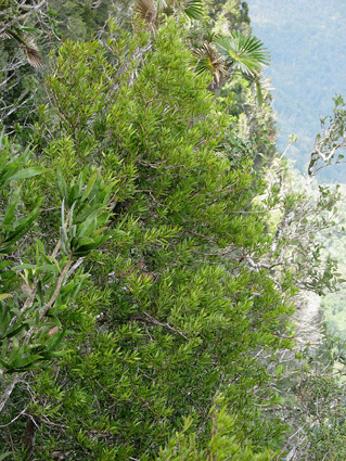 Podocarpus aristulatus