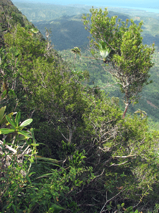 Podocarpus aristulatus