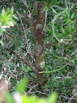 Podocarpus aristulatus