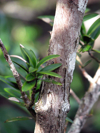 Podocarpus aristulatus