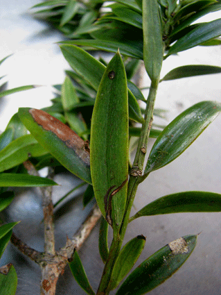 Podocarpus aristulatus