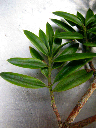 Podocarpus aristulatus