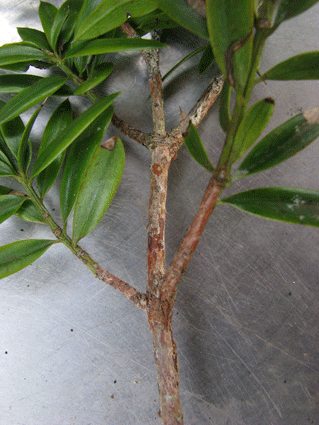Podocarpus aristulatus