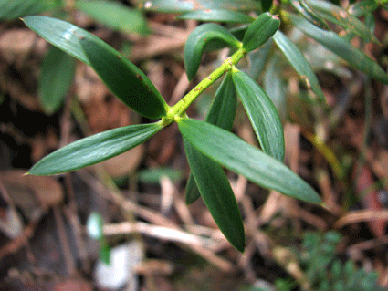 Podocarpus ekmanii