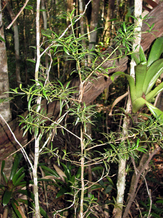 Podocarpus ekmanii