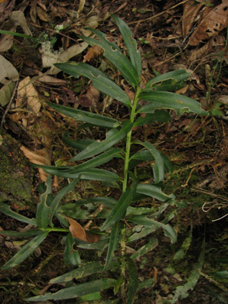 Podocarpus rusbyi