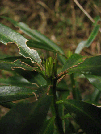 Podocarpus rusbyi
