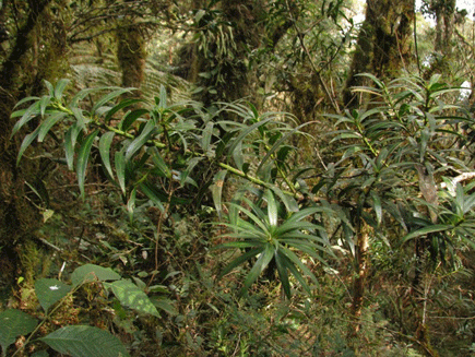 Podocarpus rusbyi